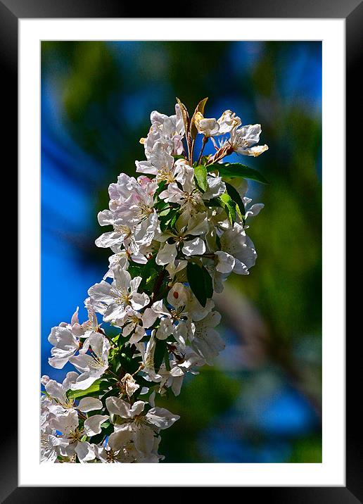 Crab-apple blossoms Framed Mounted Print by Irina Walker