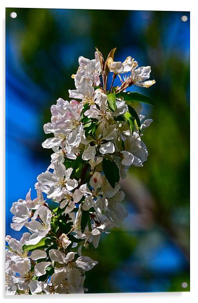 Crab-apple blossoms Acrylic by Irina Walker