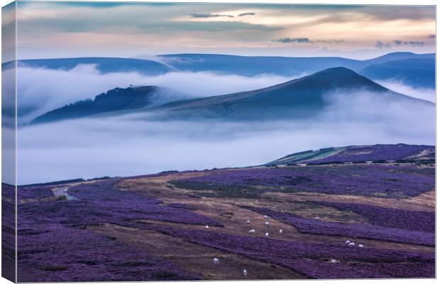 Wild Heather on Win Hill, with Lose Hill.  Canvas Print by John Finney
