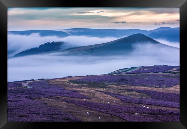 Wild Heather on Win Hill, with Lose Hill.  Framed Print by John Finney