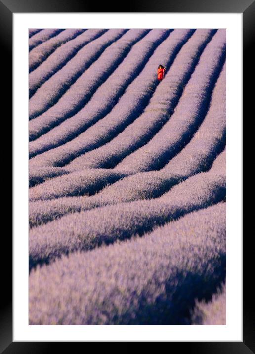 Lavender Field Framed Mounted Print by Graham Custance