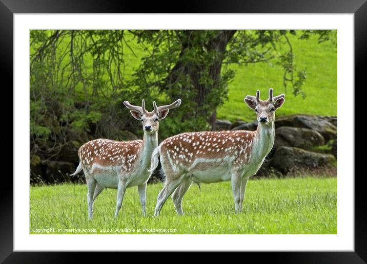 Fallow Deer Bucks Framed Mounted Print by Martyn Arnold