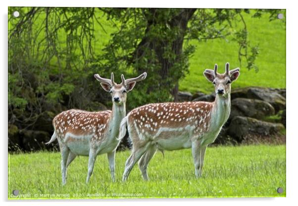 Fallow Deer Bucks Acrylic by Martyn Arnold