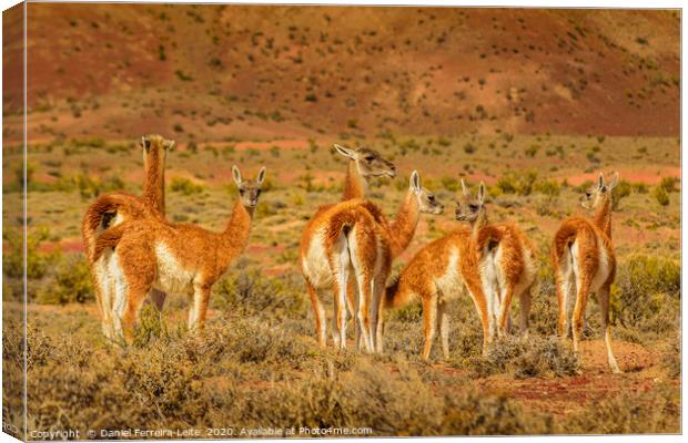 Group of Guanacos at Patagonia Landscape, Argentin Canvas Print by Daniel Ferreira-Leite