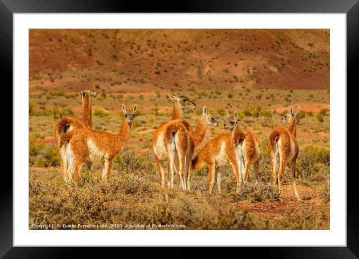 Group of Guanacos at Patagonia Landscape, Argentin Framed Mounted Print by Daniel Ferreira-Leite