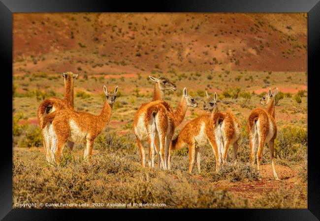 Group of Guanacos at Patagonia Landscape, Argentin Framed Print by Daniel Ferreira-Leite