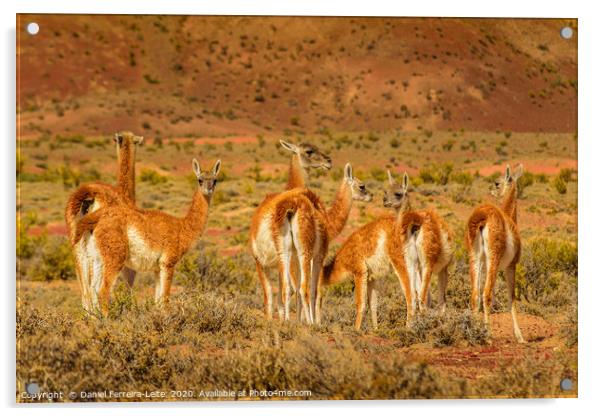 Group of Guanacos at Patagonia Landscape, Argentin Acrylic by Daniel Ferreira-Leite
