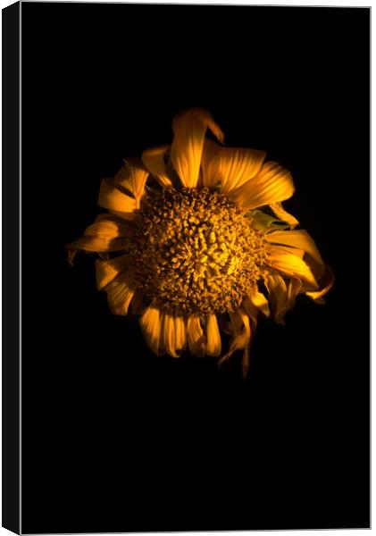 Ah!  Sunflower Canvas Print by Steve Taylor