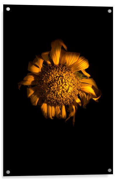 Ah!  Sunflower Acrylic by Steve Taylor