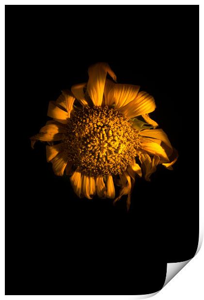 Ah!  Sunflower Print by Steve Taylor