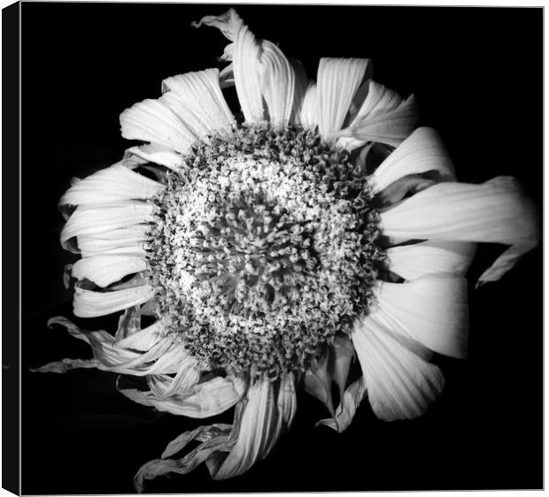 Melancholic Sunflower  Canvas Print by Steve Taylor