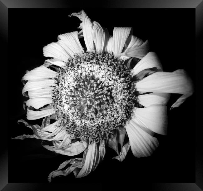 Melancholic Sunflower  Framed Print by Steve Taylor