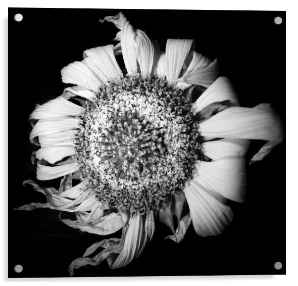Melancholic Sunflower  Acrylic by Steve Taylor