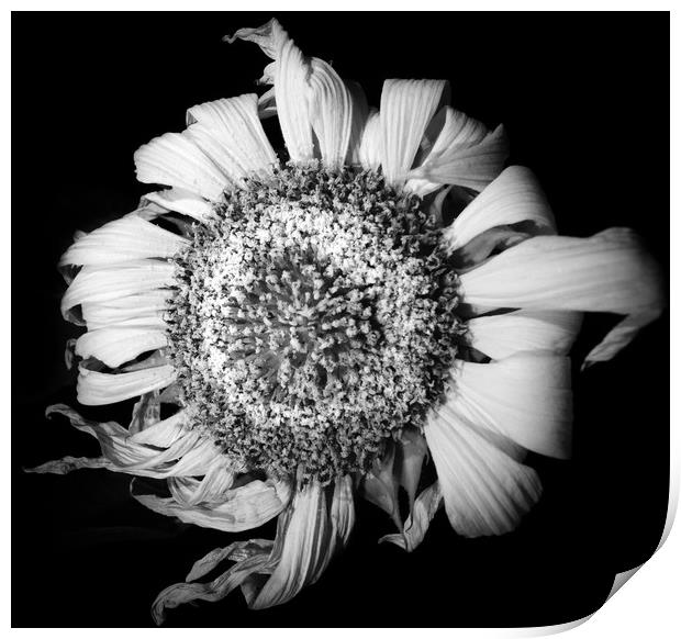 Melancholic Sunflower  Print by Steve Taylor