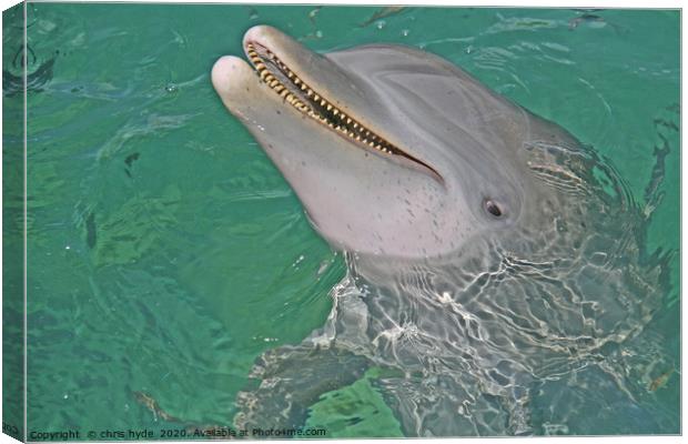 Dolphin Smiling Canvas Print by chris hyde