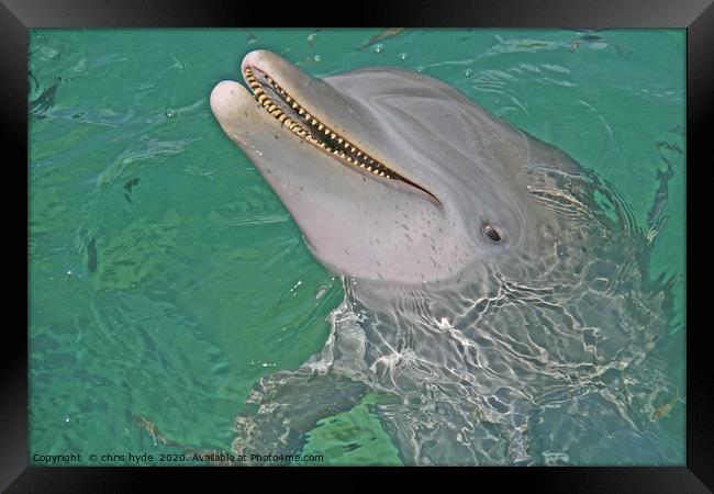 Dolphin Smiling Framed Print by chris hyde