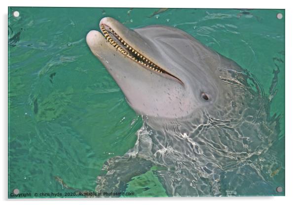 Dolphin Smiling Acrylic by chris hyde