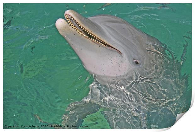 Dolphin Smiling Print by chris hyde