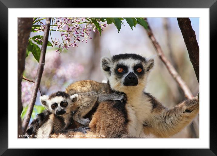 Mother and baby lemurs in Madagascar Framed Mounted Print by Carmen Green