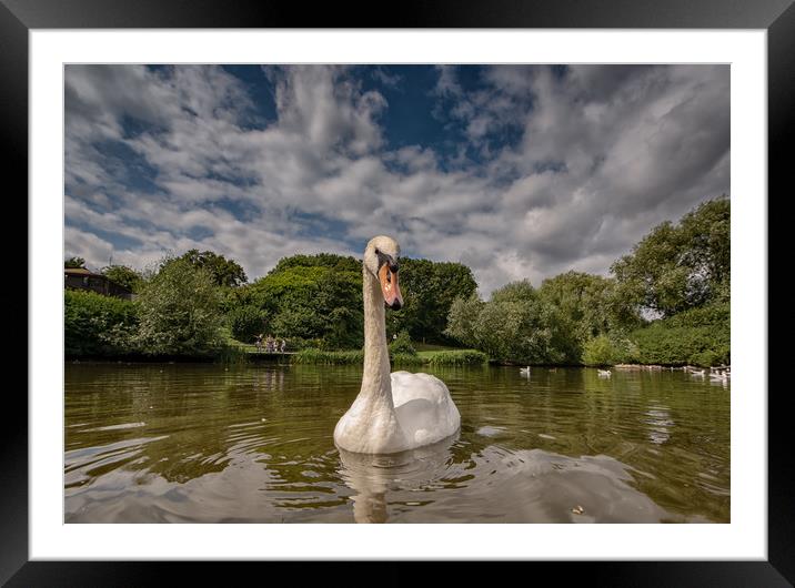 Swan Lake Framed Mounted Print by Tim Smith