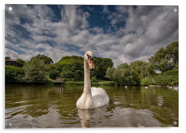 Swan Lake Acrylic by Tim Smith