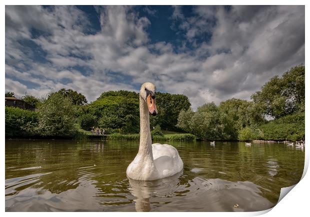 Swan Lake Print by Tim Smith