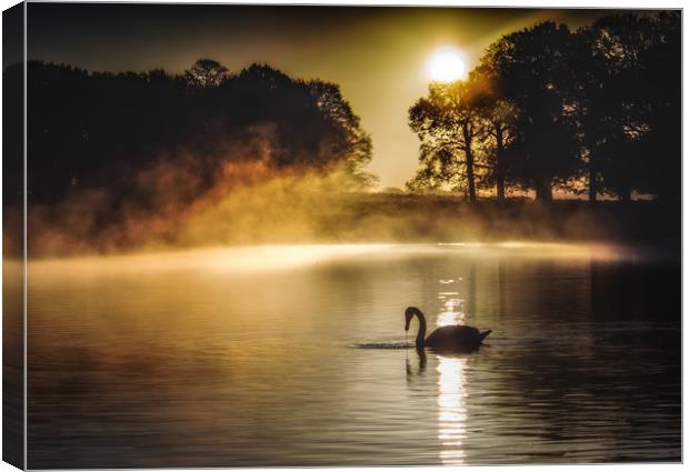 Swan at sunrise Canvas Print by Tim Smith