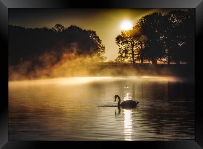 Swan at sunrise Framed Print by Tim Smith