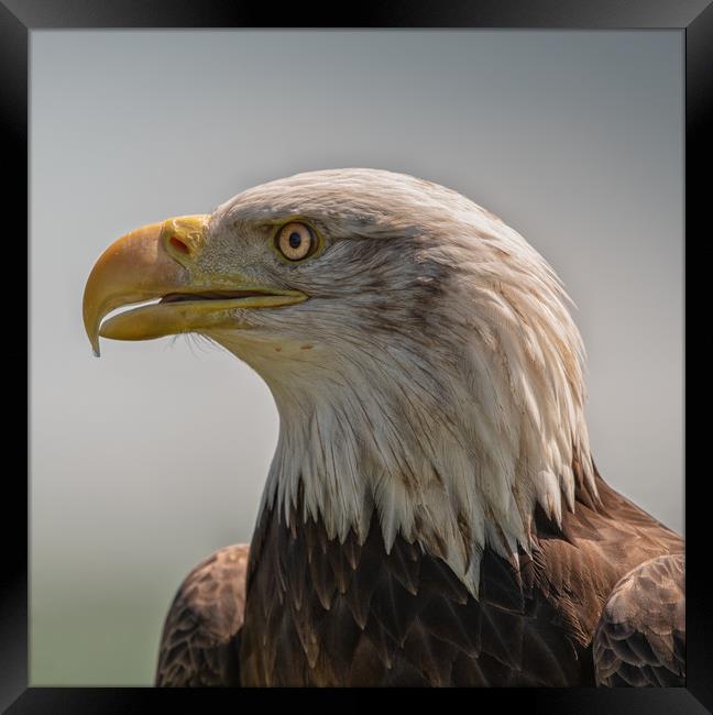 North American Bald Eagle Framed Print by Tim Smith