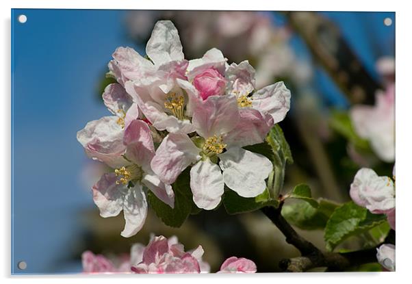 Apple Blossom Pink Acrylic by Jacqi Elmslie
