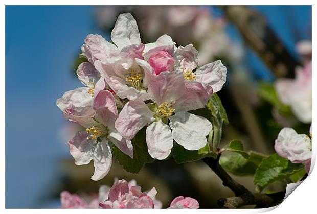 Apple Blossom Pink Print by Jacqi Elmslie