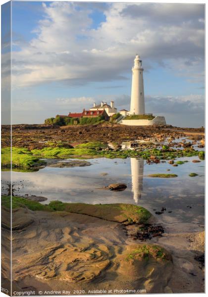 Low tide at St Mary's Lighthouse  Canvas Print by Andrew Ray
