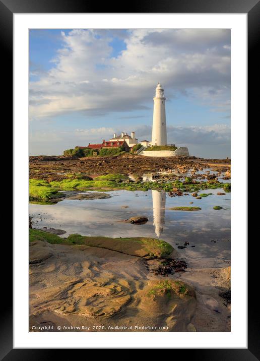 Low tide at St Mary's Lighthouse  Framed Mounted Print by Andrew Ray