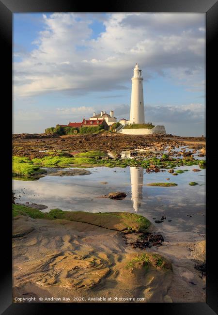 Low tide at St Mary's Lighthouse  Framed Print by Andrew Ray