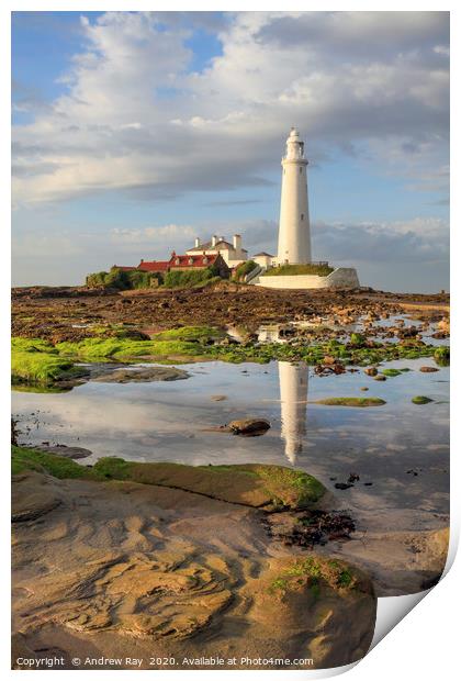 Low tide at St Mary's Lighthouse  Print by Andrew Ray
