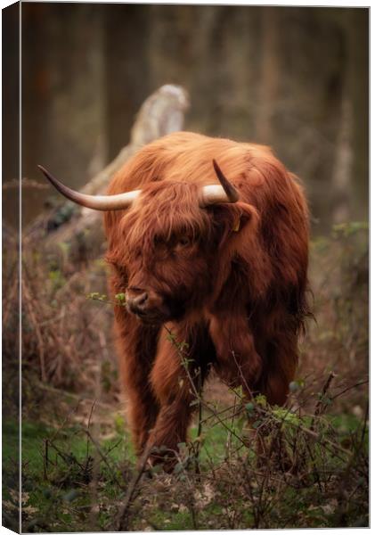 Highland Cow Canvas Print by Tim Smith