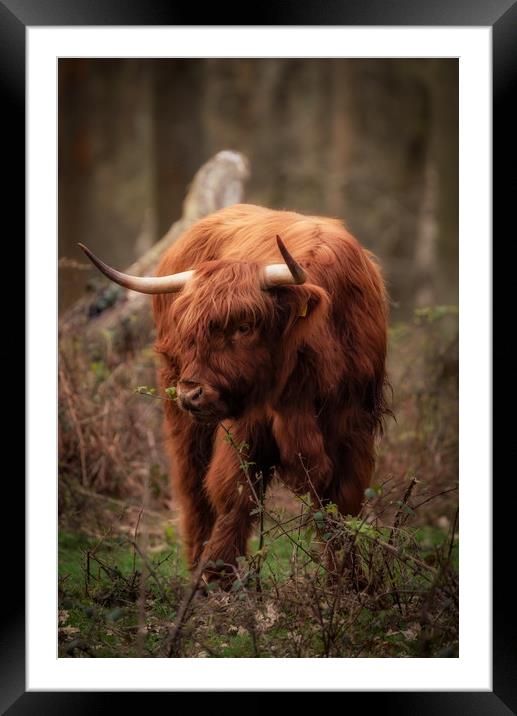 Highland Cow Framed Mounted Print by Tim Smith