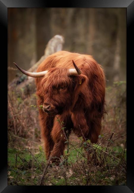 Highland Cow Framed Print by Tim Smith