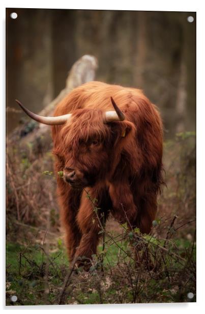 Highland Cow Acrylic by Tim Smith