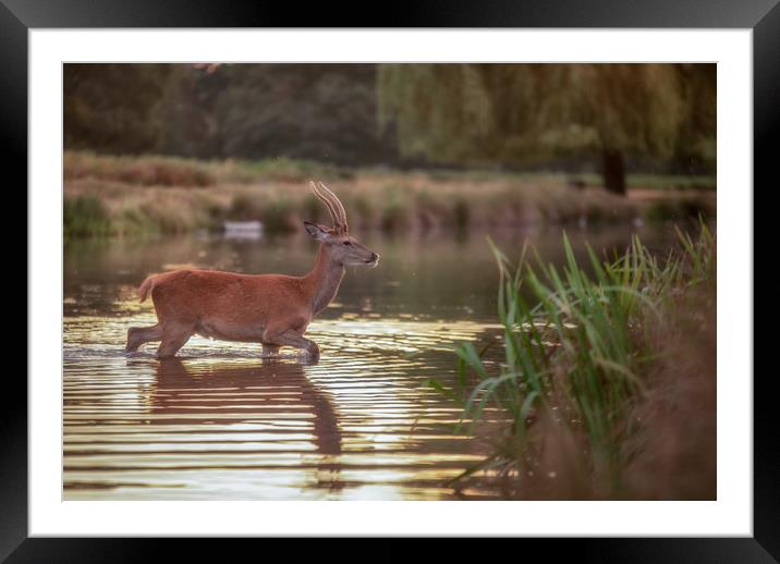Bushy park deer. Framed Mounted Print by Tim Smith