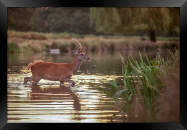 Bushy park deer. Framed Print by Tim Smith