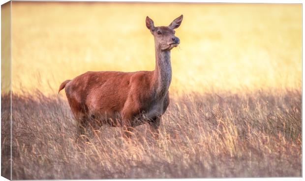 Red Deer doe Canvas Print by Tim Smith