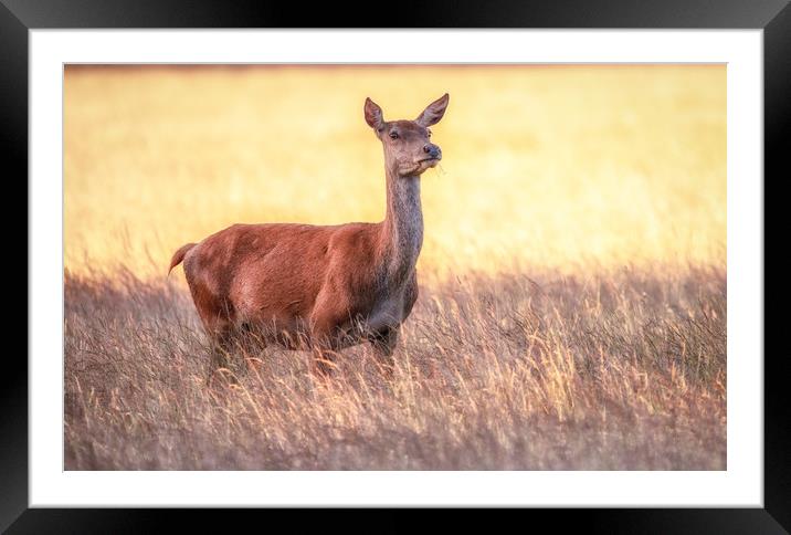 Red Deer doe Framed Mounted Print by Tim Smith