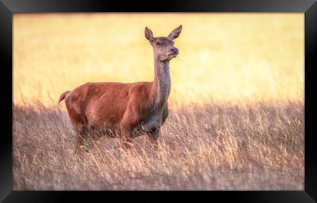 Red Deer doe Framed Print by Tim Smith