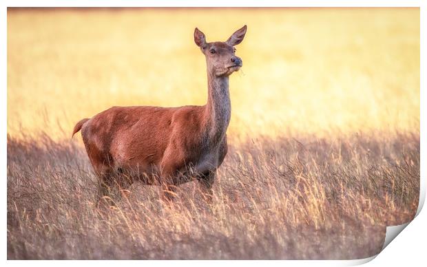Red Deer doe Print by Tim Smith