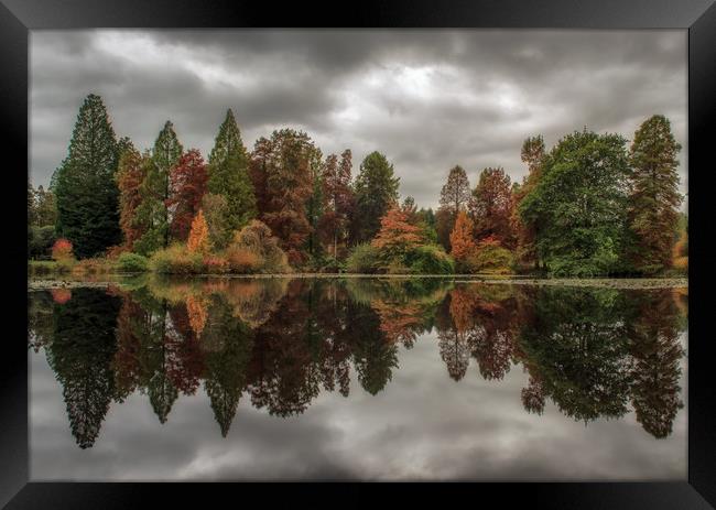 Conifers reflection Framed Print by Tim Smith