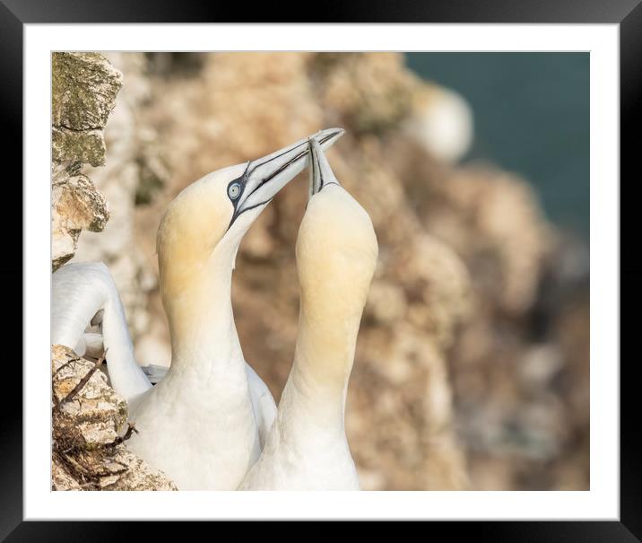 Gannet  courtship Framed Mounted Print by Jonathan Thirkell
