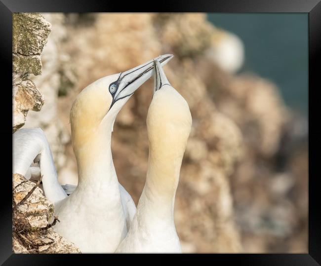 Gannet  courtship Framed Print by Jonathan Thirkell