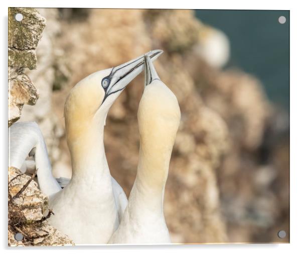 Gannet  courtship Acrylic by Jonathan Thirkell