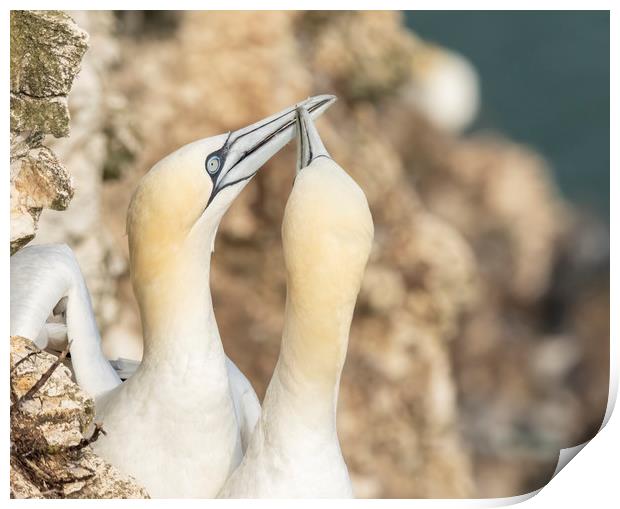 Gannet  courtship Print by Jonathan Thirkell